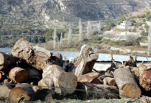 Photo of إربد: ضبط نصف طن من الأحطاب المقطوعة في حراج صيدور