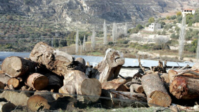 Photo of إربد: ضبط نصف طن من الأحطاب المقطوعة في حراج صيدور