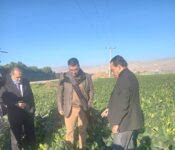 Photo of وزير الزراعة يتفقد أضرار الصقيع في الأغوار