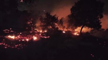 Photo of وزير البيئة: حريق غابات محمية اليرموك أدى لفقدان 2500 شجرة