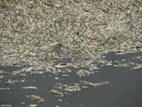 Photo of بولندا: عينات نهر أودر تستبعد المواد السامة في نفوق الأسماك