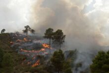 Photo of الجزائر.. ارتفاع ضحايا حرائق الغابات إلى 41 قتيلا