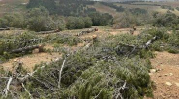Photo of مجهولون يقطعون 80 شجرة حرجية في منطقة دير ورق بالمفرق